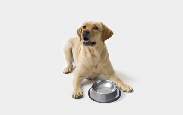 istock Sad Labrador Retriever dog next to a empty bowl 2169690259