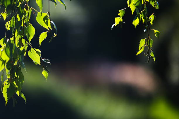 istock Nature themed background image with copy space for presentation and text, 2169690267