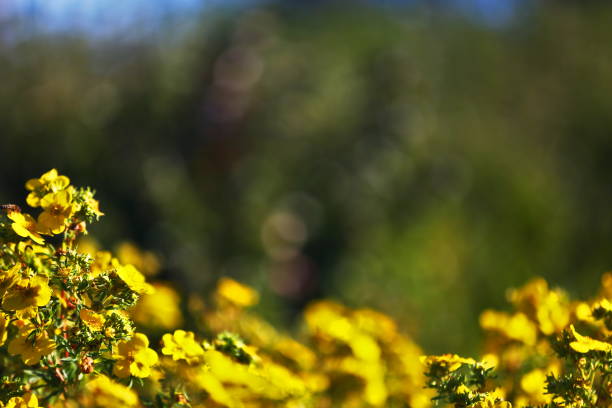 Nature themed background image with copy space for presentation and text. Picture depicts Dasiphora fruticosa, flowers widely referenced under its synonym Potentilla fruticosa. Common names include shrubby cinquefoil, golden hardhack, bush cinquefoil, shrubby five-finger, widdy, kuril tea and tundra rose.