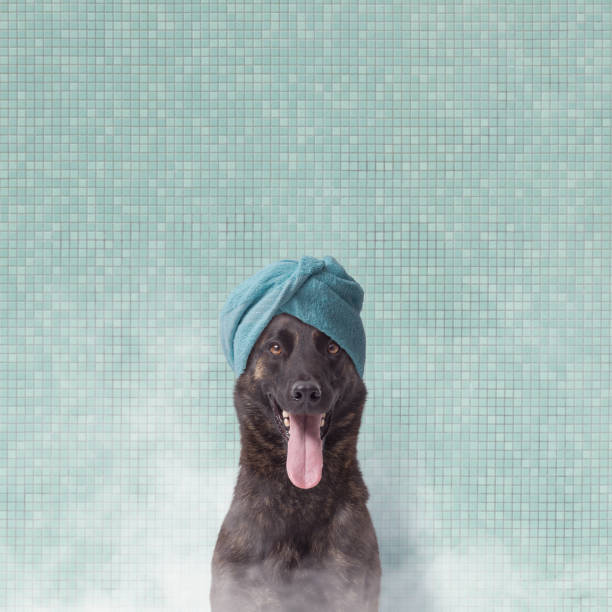 Relaxed dog having a bath and a sauna treatment