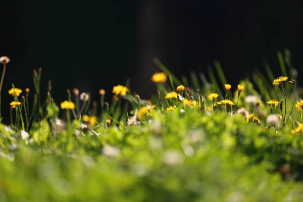istock Nature themed background image with copy space for presentation and text 2169690924