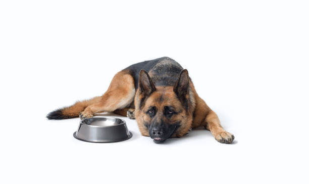 istock Hungry dog waiting and empty bowl 2169690928