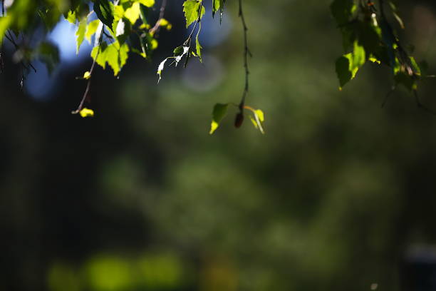 istock Nature themed background image with copy space for presentation and text, 2169690935