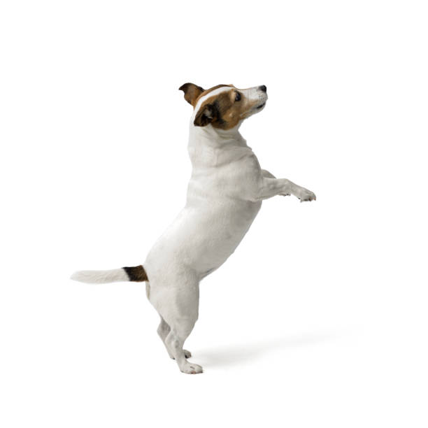 istock Cute small dog Jack Russell terrier on white background 2169690961