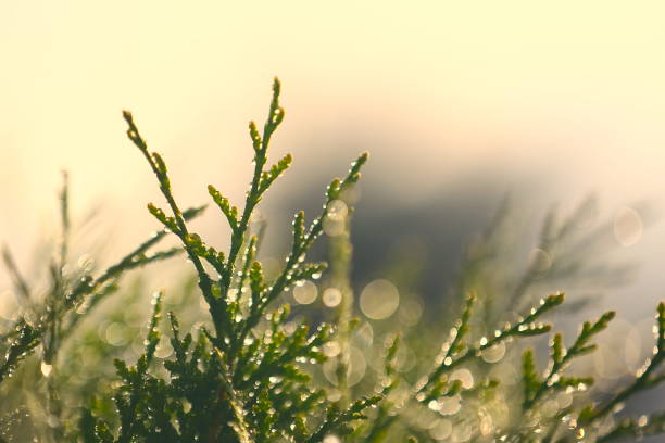 Nature themed background image with copy space for presentation and text. Picture depicts Thuja leaves soaked in shining rain drops, and lit by soft morning sunlight.
