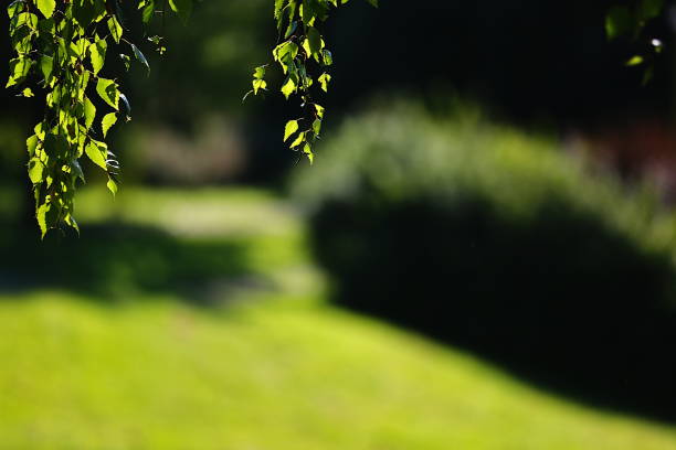 Nature themed background image with copy space for presentation and text,
