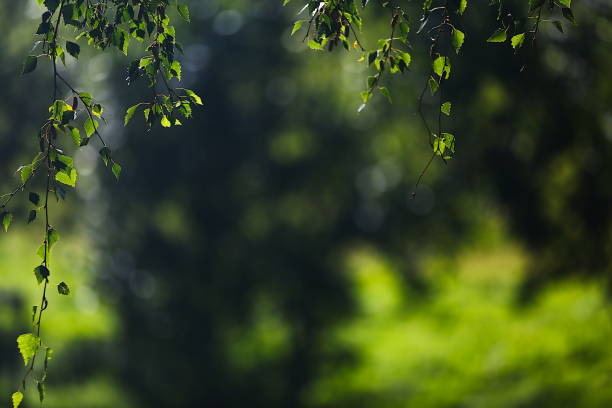 istock Nature themed background image with copy space for presentation and text, 2169690989