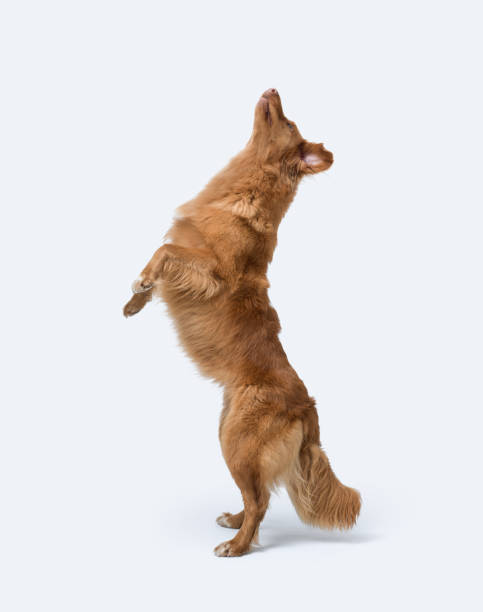 istock Dog jumping and standing on its hind legs 2169690996