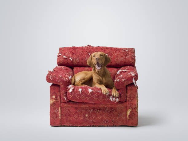 Happy Hungarian Pointer lying on a ripped armchair and relaxing, pet lifestyle concept