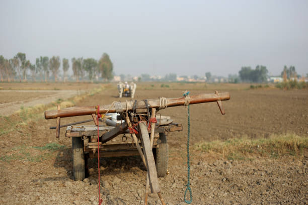 Bullock cart parked in agricultural field outdoor in nature.