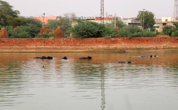 istock Water buffalo taking bath in pond 2169691861