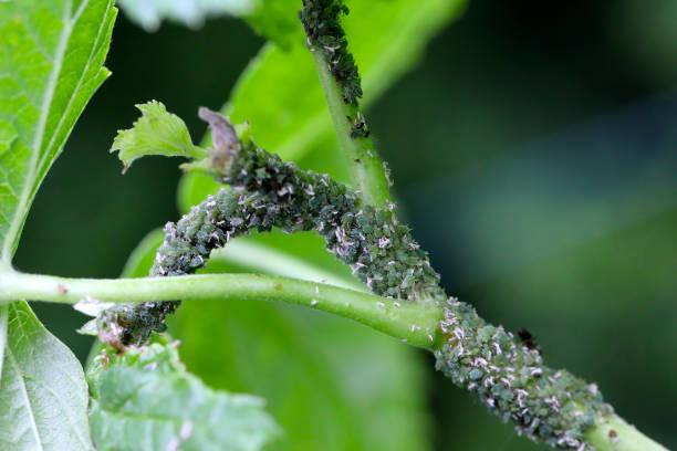 istock Permanent currant aphid Aphis schneideri on the apical shoot and leaf petioles of black currant. Curled leaves. 2169692000
