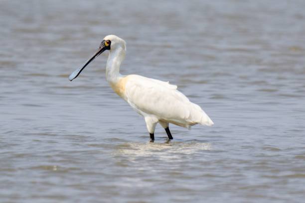 istock Black Faced Spoonbill in Breeding Plumage Standing in Water 2169693923