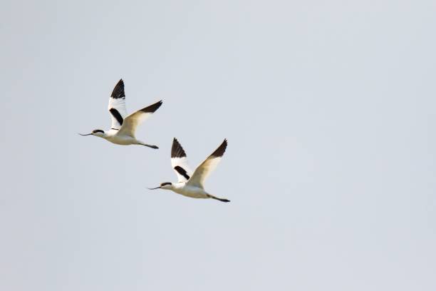 Hong Kong Wildlife