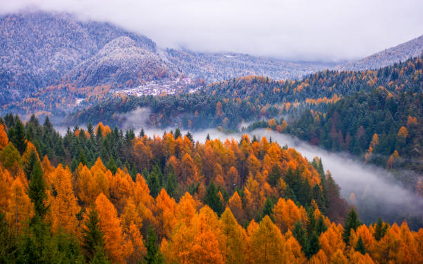 Winter makes its way into the forests with still autumnal colors