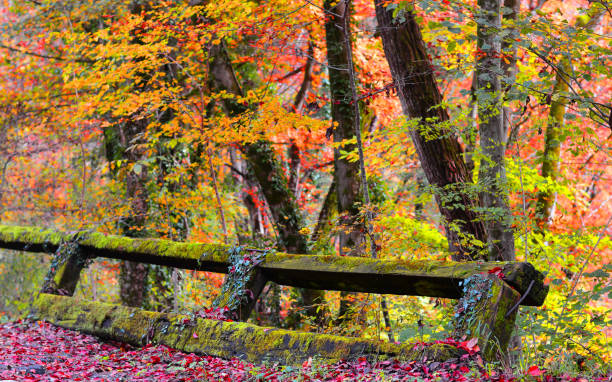 autumn
