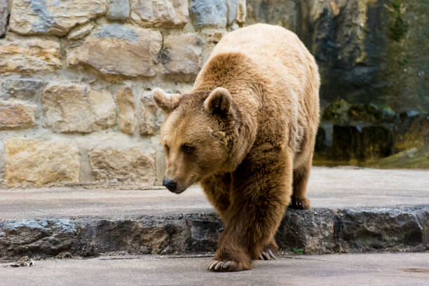 Brown bear happy in sanctuary environment, rescued from animal trade.  OLYMPUS DIGITAL CAMERA