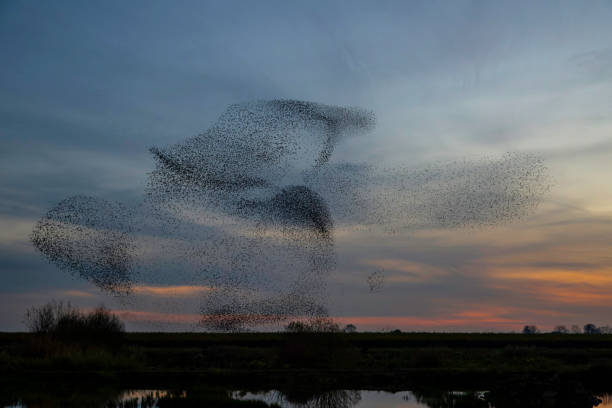 istock Starling murmurations at sunset 2169696866