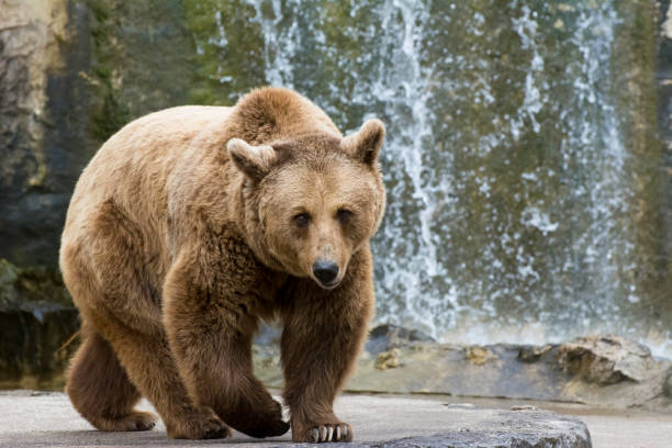Grizzly bear behind electric fence (ursus arctos sp.)