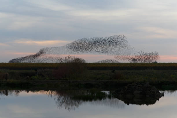 istock Starling murmurations at sunset 2169696915