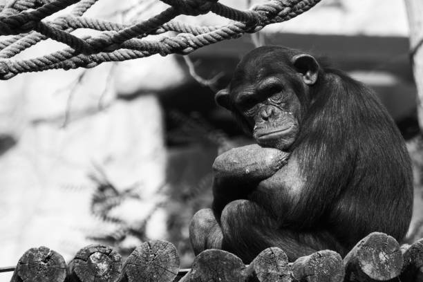black and white portrait of a chimpanzee with crossed arms staring at us
