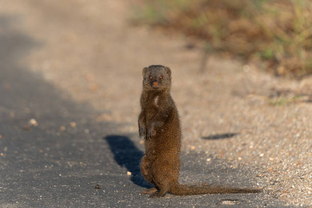 istock Common dwarf mongoose in the Kruger National Park 2169697449