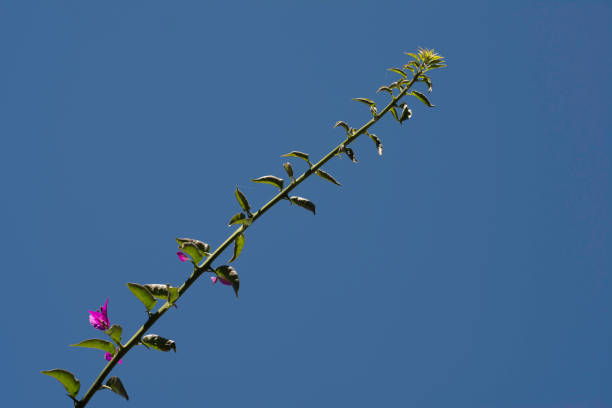 Pink Bougainvillea flower on blue sky background, Lisbon