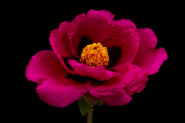 istock Bright red Tree Peony flower on black background. 2169697700