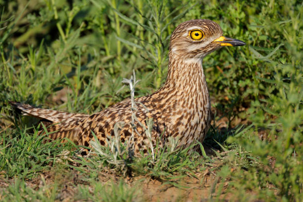 istock A spotted thick-knee (Burhinus capensis) sitting on its nest, South Africa 2169699215