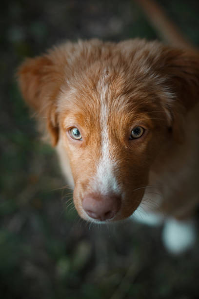 istock Dog breed Nova Scotia Duck Tolling Retriever 2169699529