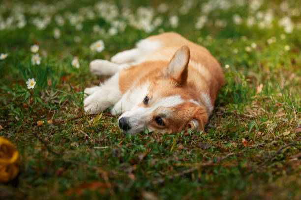 istock Dog breed Welsh Corgi Pembroke 2169699579