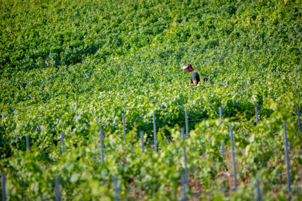istock man with yellow cap mowing in vineyard 2169701110
