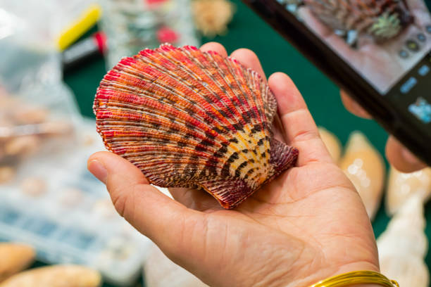 istock Shell collection: sea shells of various colors,conch, decorative 2169701619