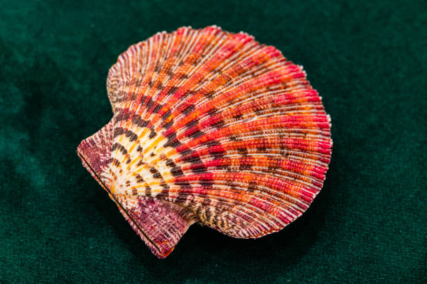 Shell collection: shells of various colors, decorations
