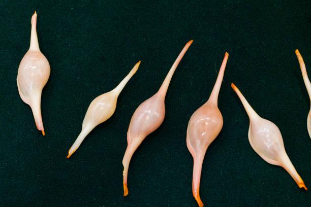 Shell collection: shells of various colors, decorations
