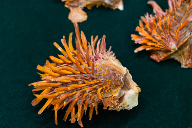 Shell collection: shells of various colors, decorations