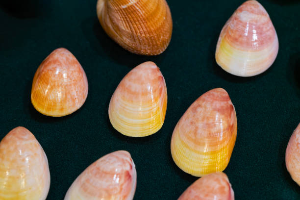 Shell collection: shells of various colors, decorations