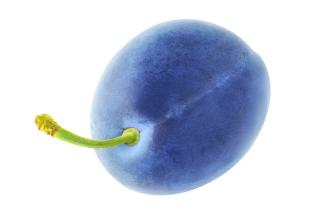 Blue fruits of a Stanley prune plum