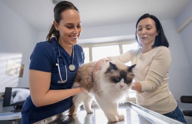 istock Veterinarian Examining Beautiful Longhair Cat 2169706575