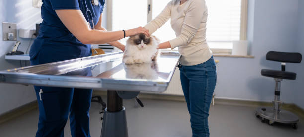 istock Veterinarian Examining Beautiful Longhair Cat 2169706576
