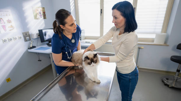 istock Veterinarian Examining Beautiful Longhair Cat 2169706582