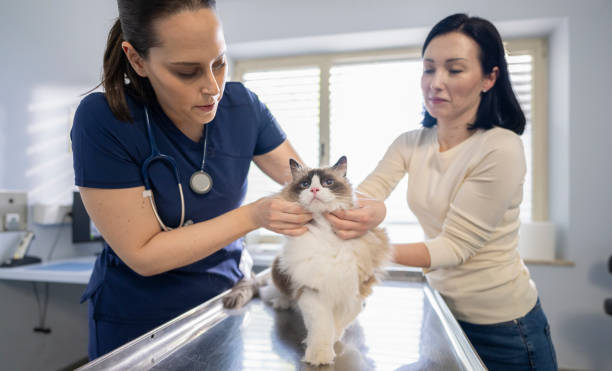 istock Veterinarian Examining Beautiful Longhair Cat 2169706589