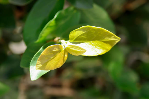 ficus pumila or climbing fig or yellow leaf