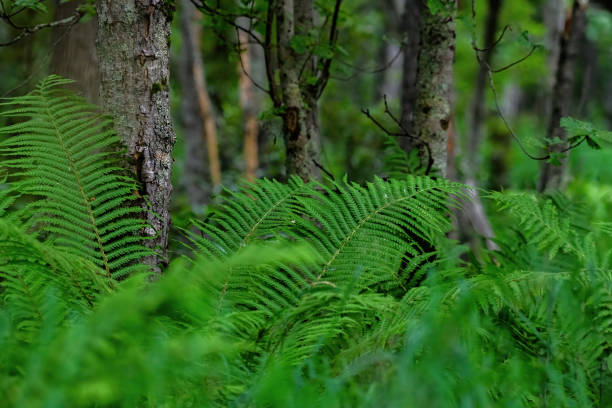 Tall fern in the taiga