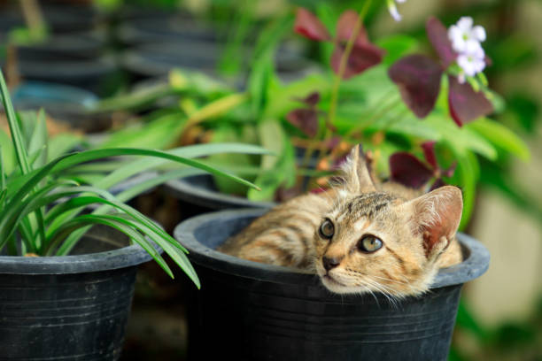 istock Baby cat on black plastic plant pot, Little tabby kitten 2169711972