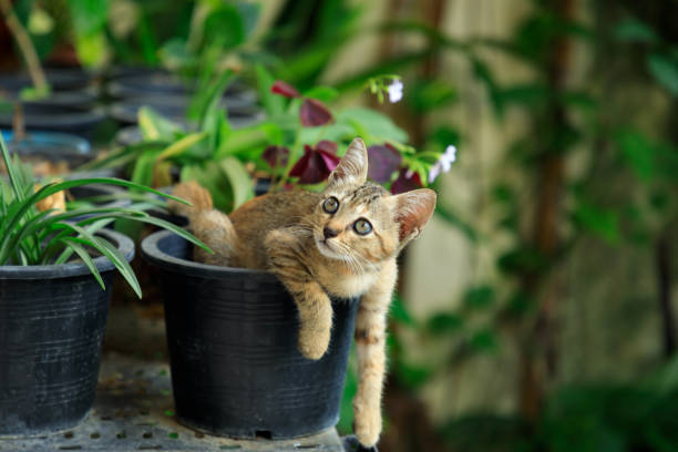 Baby cat on black plastic plant pot, Little tabby kitten