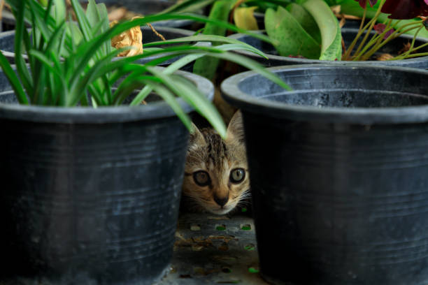 Baby cat on black plastic plant pot, Little tabby kitten