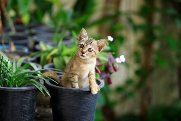 Baby cat on black plastic plant pot, Little tabby kitten