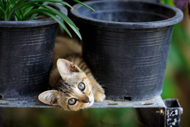 Baby cat on black plastic plant pot, Little tabby kitten