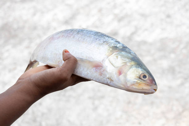 istock Fresh raw Hilsa fish in a woman's hand with beautiful blurred background. This fish is called Ilish in Bengali. It is the national fish of Bangladesh and the state fish of West Bengal, India. 2169713364
